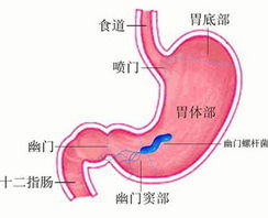 萎缩性胃炎的临床表现